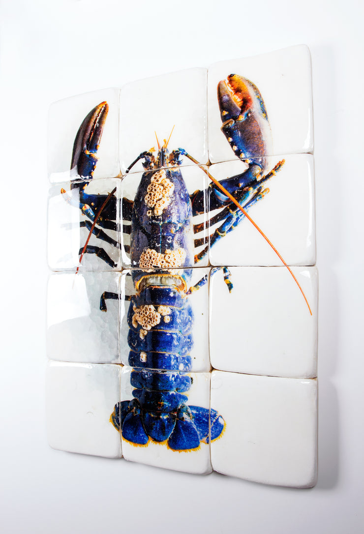 European lobster barnacles (60cm x 80cm)