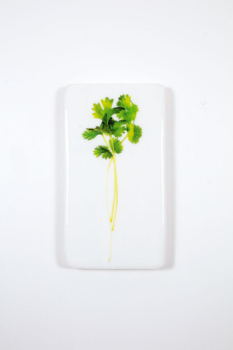 Coriander (20cm x 35cm)