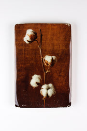 Cotton plant #4 (20cm x 29cm)