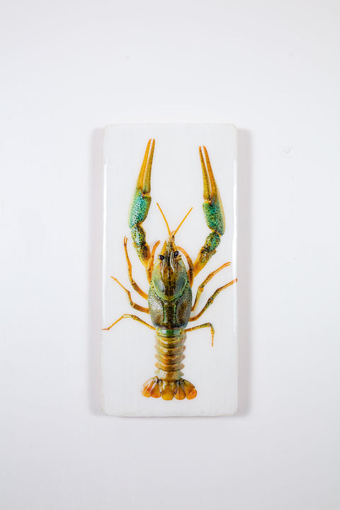 Cray fish (20cm x 40cm)