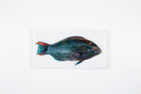 Dark green parrotfish (35cm x 20cm)