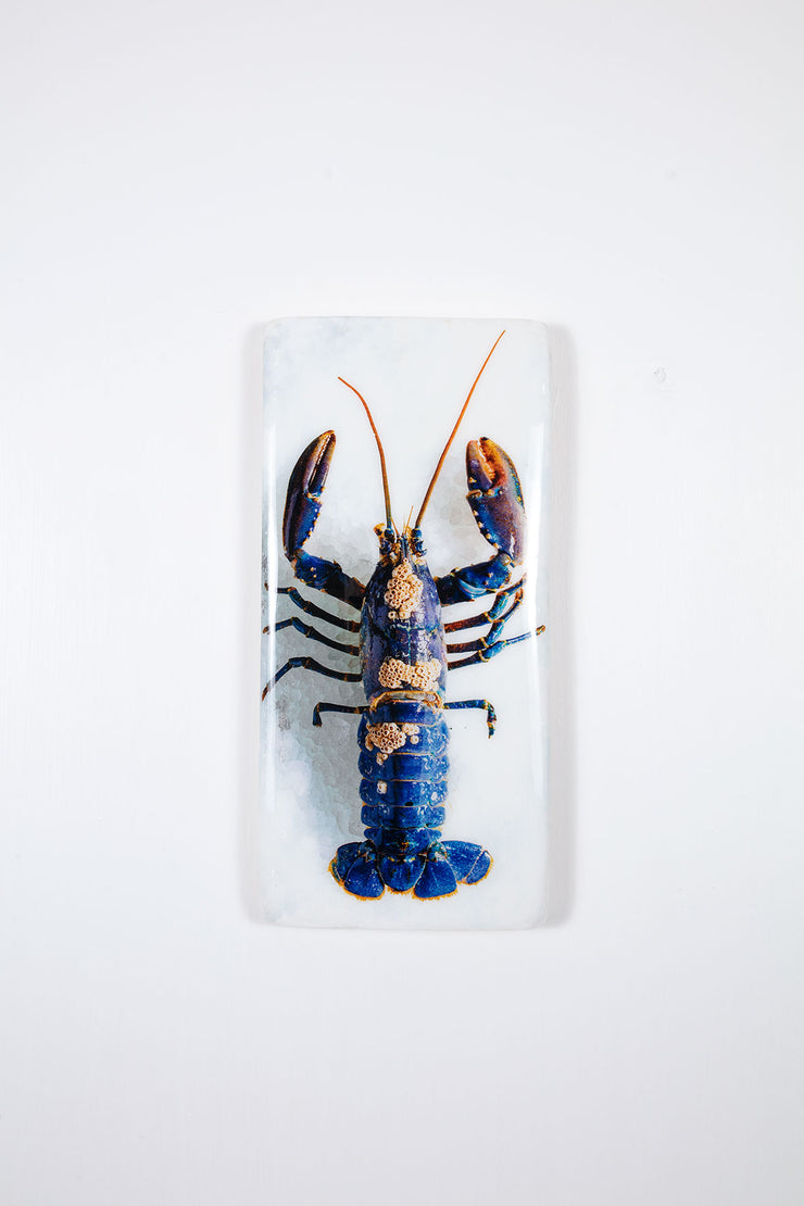 European lobster barnacles (20cm x 40cm)