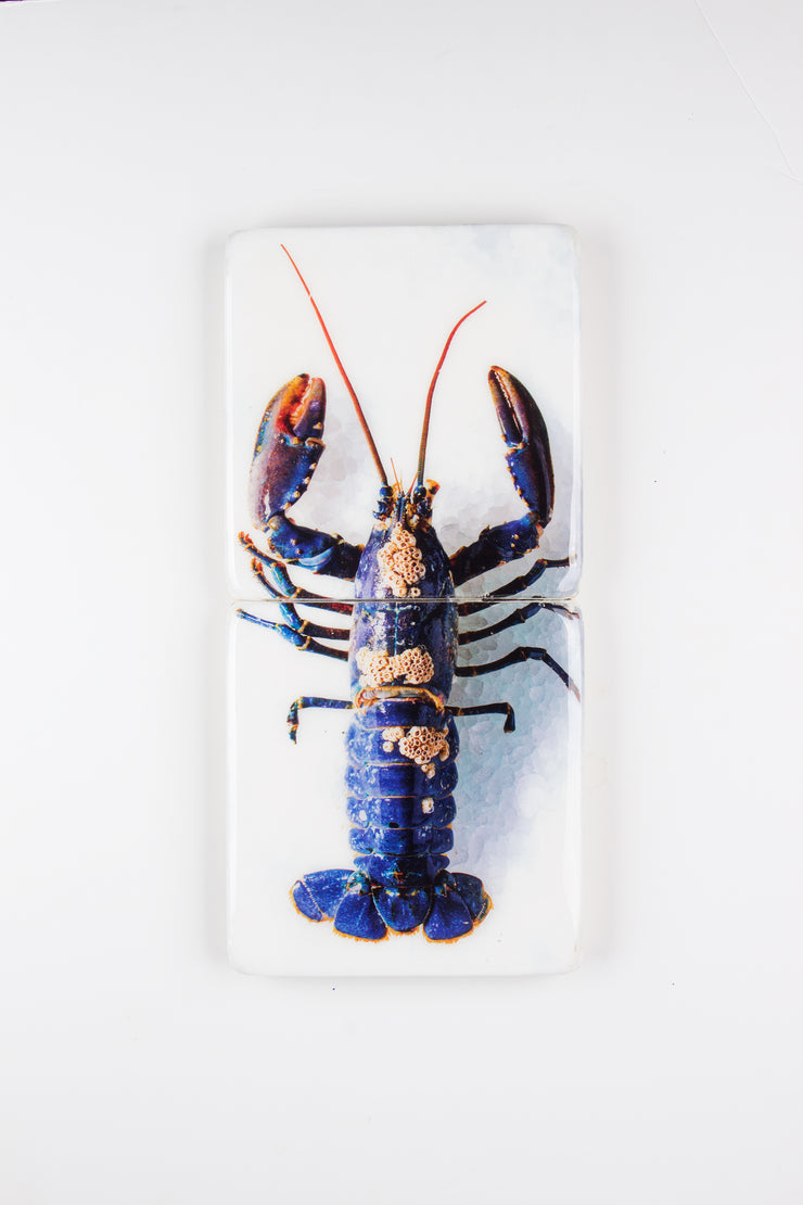 European lobster barnacles *2 (20cm x 40cm)