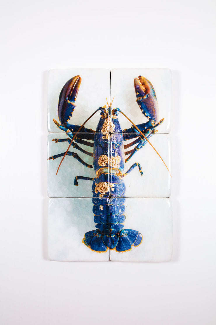 European lobster barnacles (40cm x 60cm)