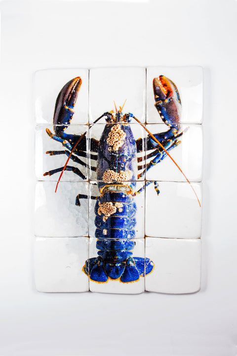 European lobster barnacles (60cm x 80cm)