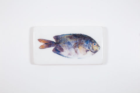 Gold-spotted rabbitfish (35cm x 20cm)
