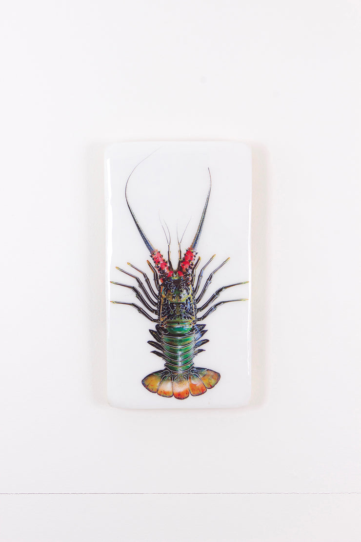 Green spiny lobster (20cm x 35cm)
