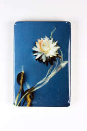 Helichrysum #4 (20cm x 29cm)