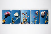 Helichrysum #4 (20cm x 29cm)