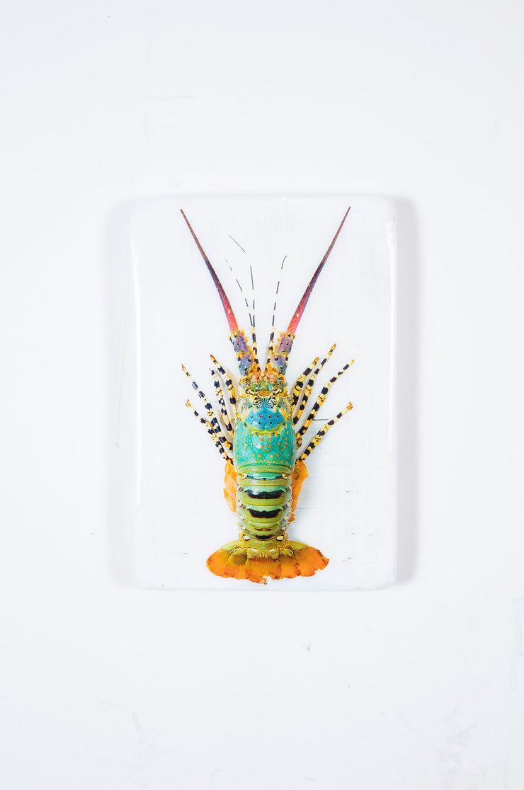 Jual lobster laut / Rainbow lobster (20cm x 29cm)