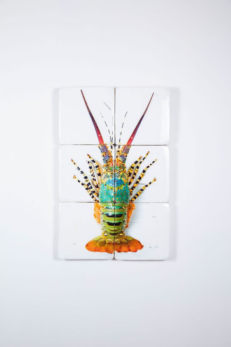 Jual lobster laut / Rainbow lobster (40cm x 60cm)