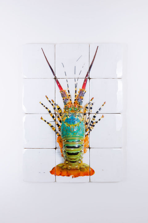 Jual lobster laut / Rainbow lobster (60cm x 80cm)