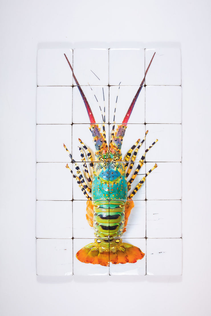 Jual lobster laut / Rainbow lobster (80cm x 120cm)