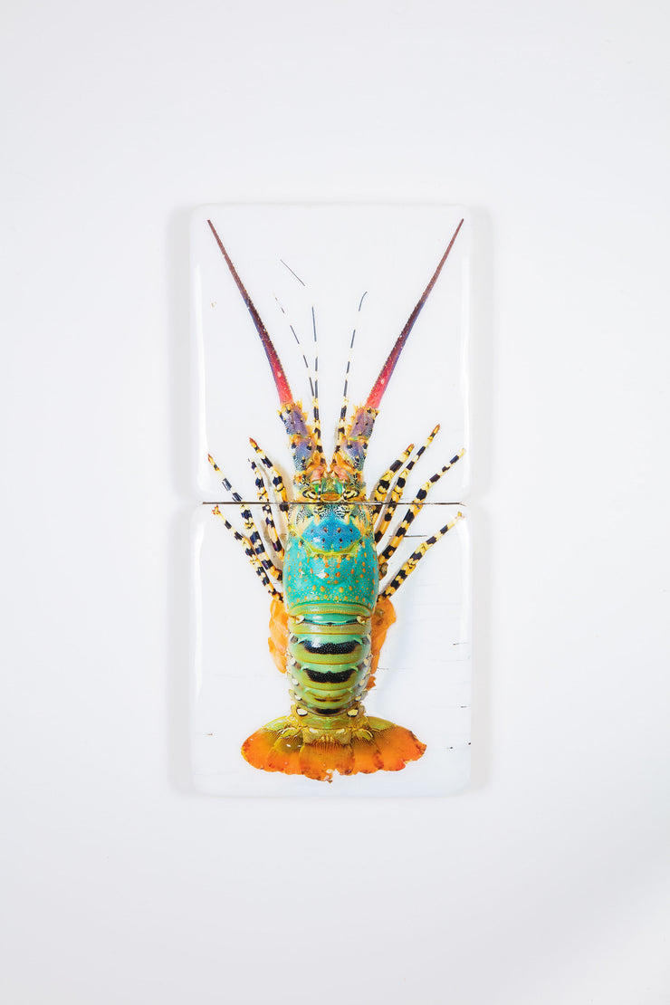 Jual lobster laut / Rainbow lobster 2 (20cm x 40cm)