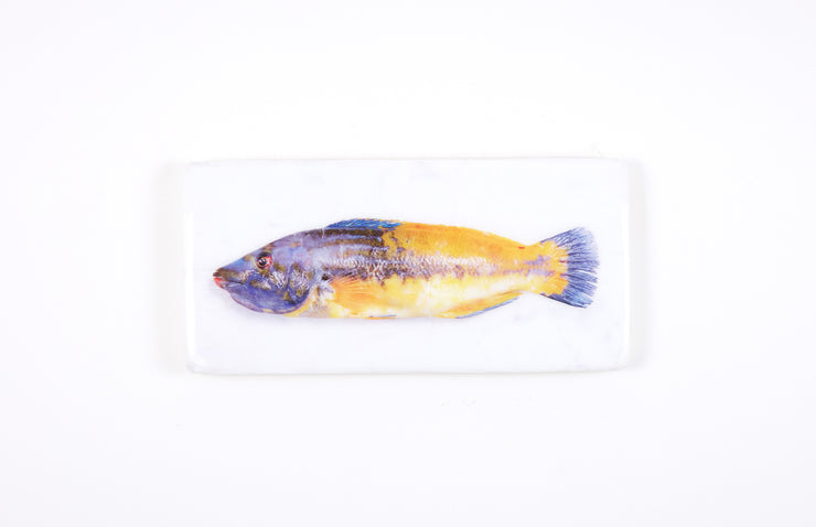 Lipfish (40cm x 20cm)