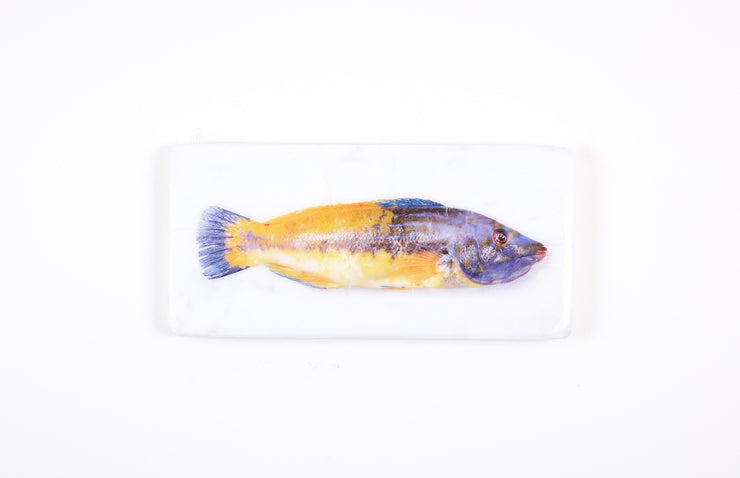 Lipfish (40cm x 20cm)