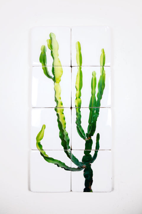 Mallorcian cowboy cactus (40cm x 80cm)