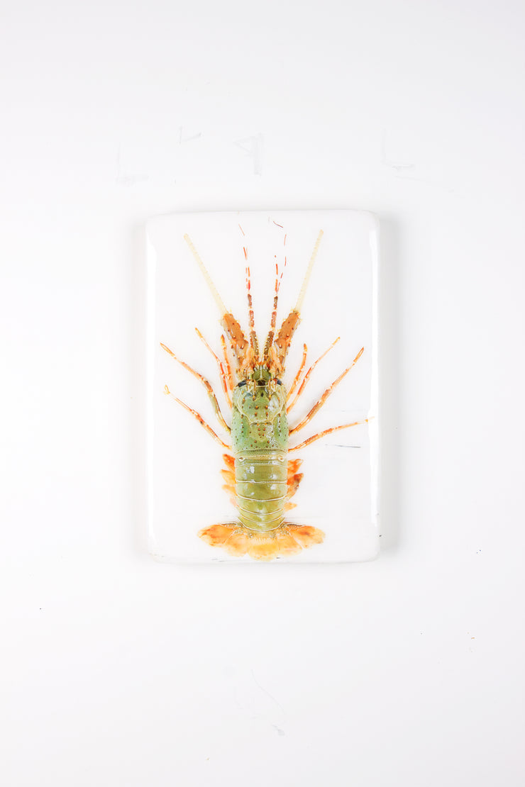 Mint orange spiny lobster (20cm x 29cm)