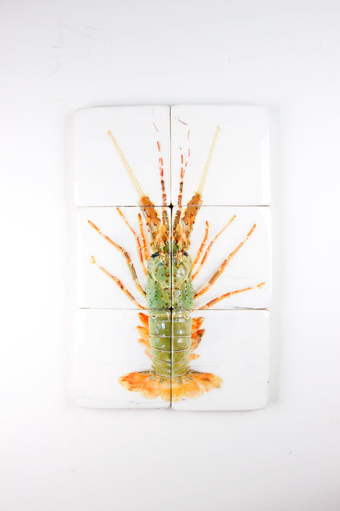 Mint orange spiny lobster (40cm x 60cm)
