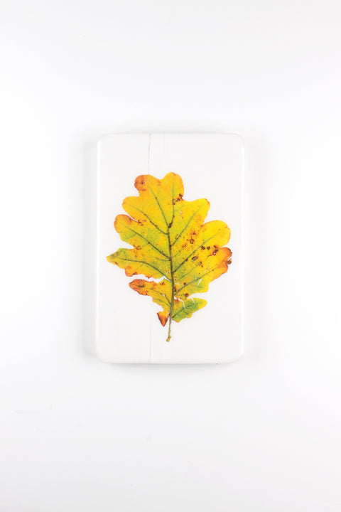 Oak leaf (20cm x 29cm)