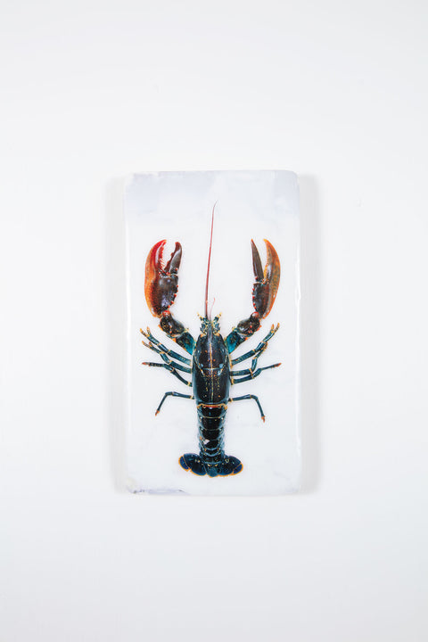 Oosterschelde lobster (20cm x 35cm)