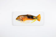 Orange parrot fish (40cm x 20cm)