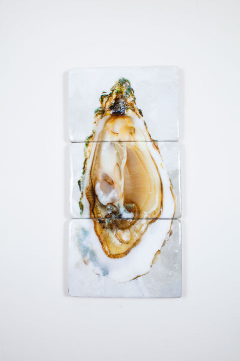 Oyster (29cm x 60cm)