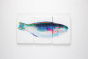 Parrotfish (60cm x 29cm)