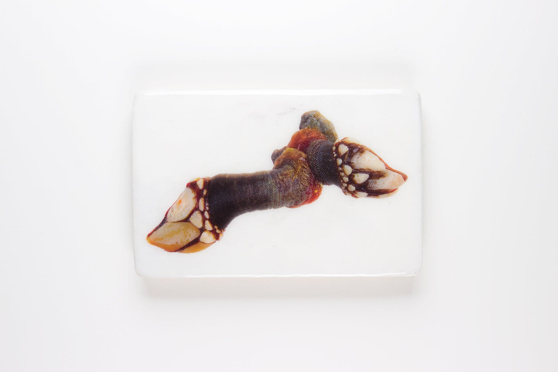 Percebes (29cm x 20cm) – Stigerwoods