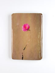 Pink Rhodanthe #1 (20cm x 29cm)