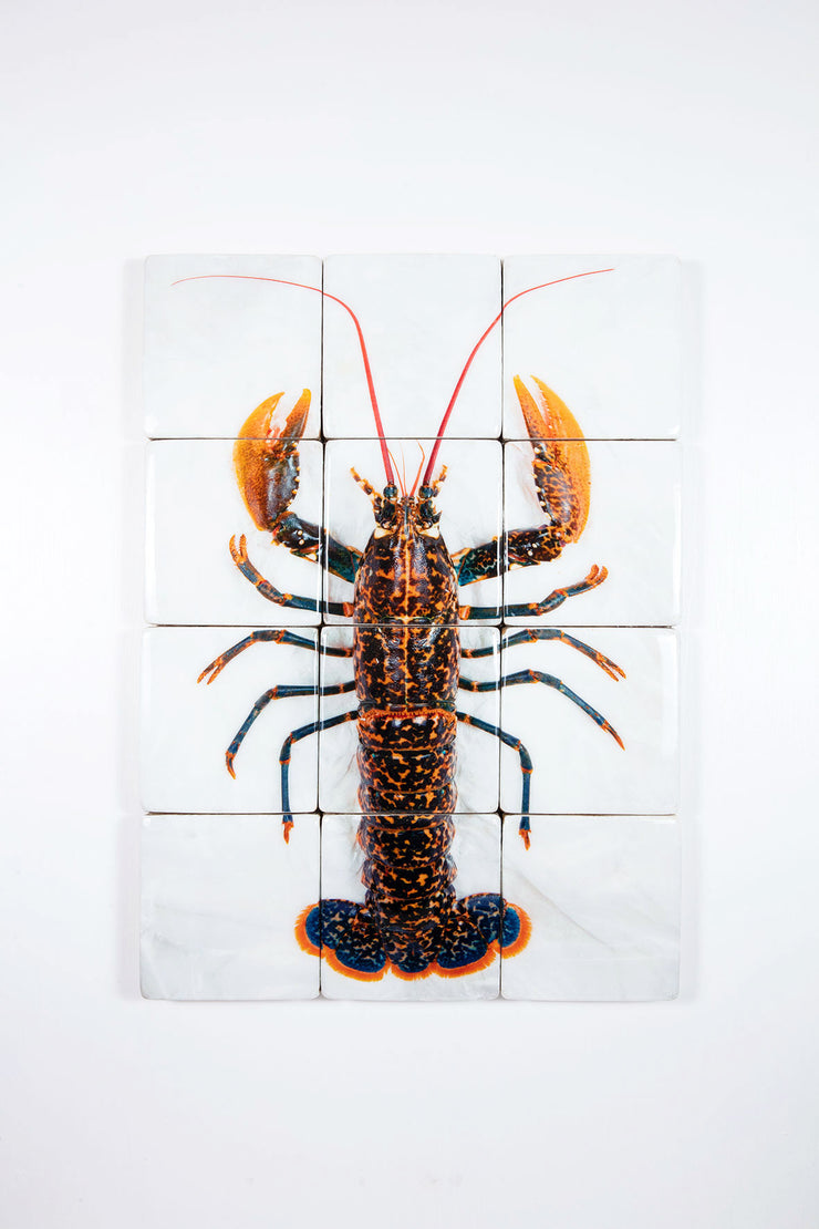 Portugese lobster (60cm 80cm)