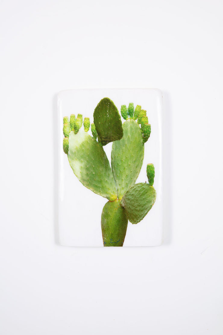 Prickly pear cactus (20cm x 29cm)