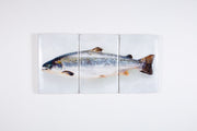 Scottish salmon (60cm x 29cm)
