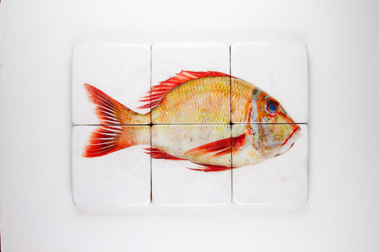 Sweetlips emperor (60cm x 40cm)