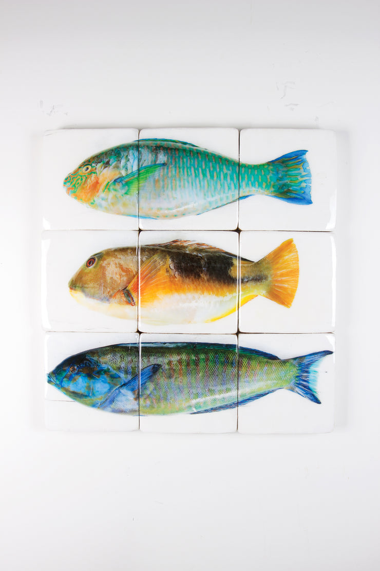 Three parrot fishes (60cm x 60cm)