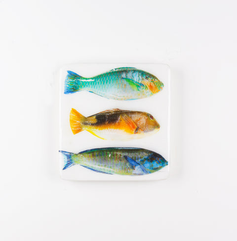 Three parrot fishes (20cm x 20cm)