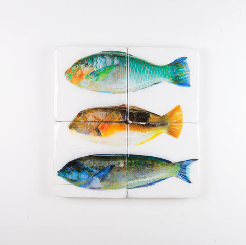 Three parrot fishes (40cm x 40cm)