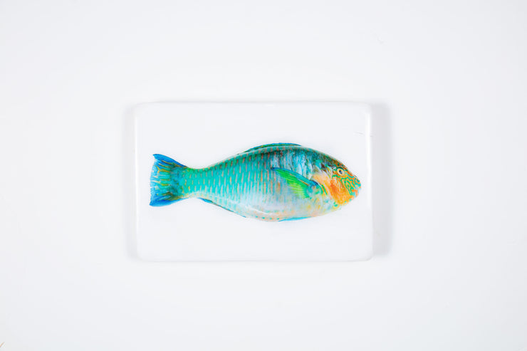 Turquoise parrot fish (29cm x 20cm)