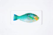 Turquoise parrot fish (40cm x 20cm)