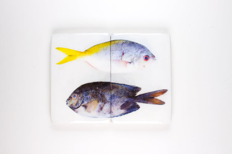 Yellowtail fusilier and Gold-spotted rabbitfish (40cm x 29cm)