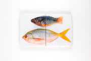 Parrotfish and yellowtail fusilier (40cm x 24cm)