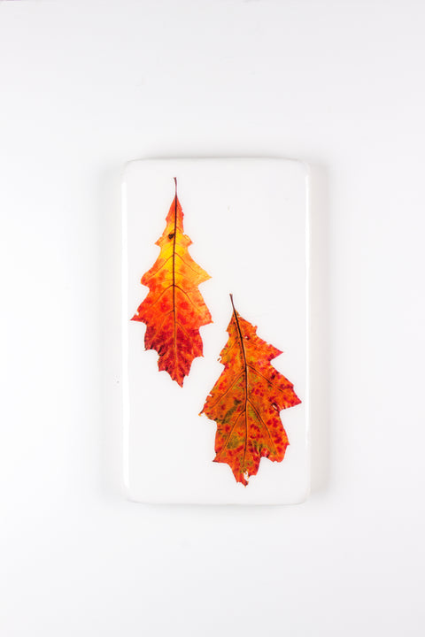 Two oak leaves (20cm x 35cm)