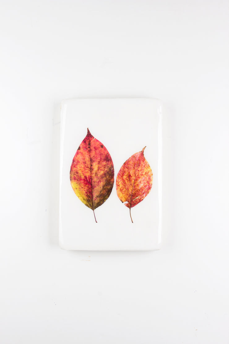 Two autumn leaves (20cm x 29cm)