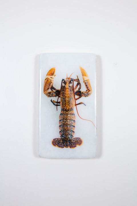 Yellow european lobster (20cm x 35cm)