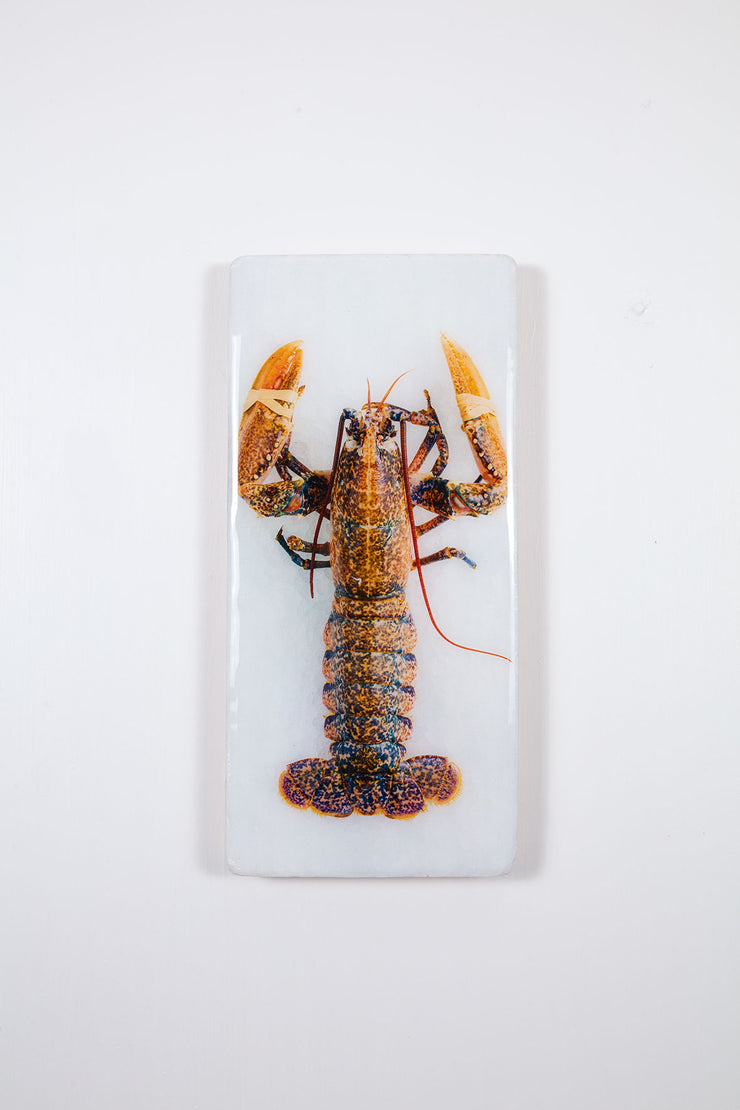 Yellow european lobster (20cm x 40cm)