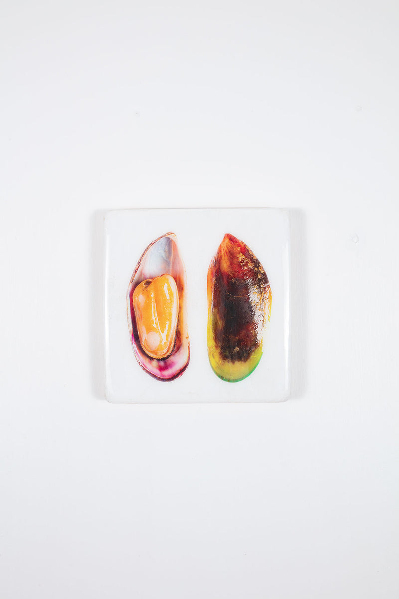 Musselshell Discovery In Java Yellow mussel and musselshell (20cm x 20cm) – Stigerwoods