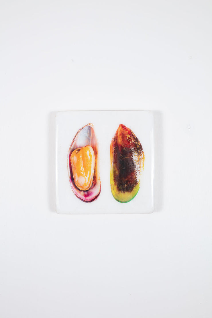 Yellow mussel and musselshell (20cm x 20cm)