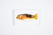Orange parrot fish (29cm x 20cm)